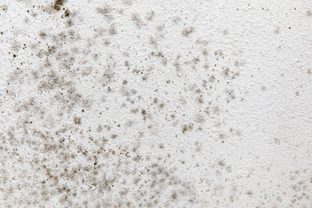 Biohazard Mold Removal in Hornell, NY
